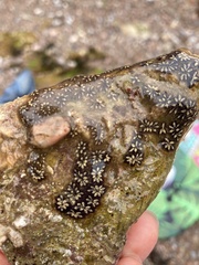 Botryllus