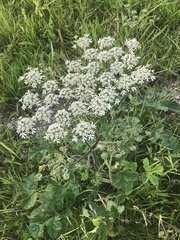 Heracleum sphondylium