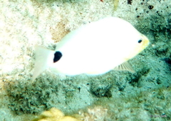 Hypoplectrus unicolor