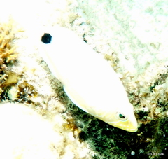 Hypoplectrus unicolor