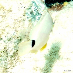 Hypoplectrus unicolor