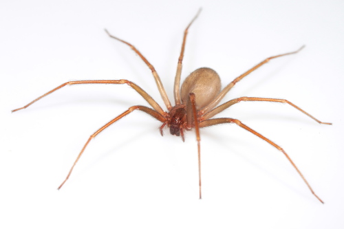 Mediterranean recluse