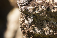 Rheumaptera hastata thulearia