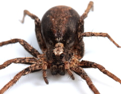 Alopecosa pulverulenta