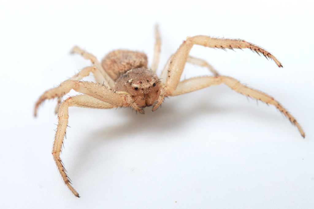 Bassaniodes ferus