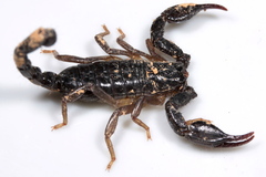 Nebo hierichonticus