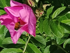 Bombus hypnorum