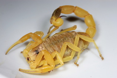 Leiurus hebraeus