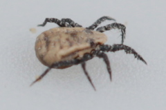 Microcaeculus