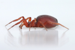 Prodidomus amaranthinus