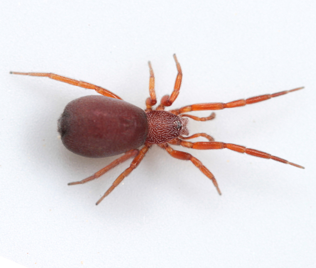 Prodidomus amaranthinus
