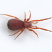 Prodidomus amaranthinus - Photo (c) Ivan L. F. Magalhaes, some rights reserved (CC BY-NC), uploaded by Ivan L. F. Magalhaes