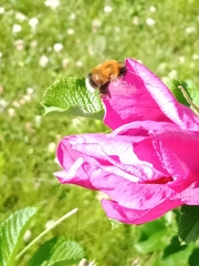 Bombus hypnorum