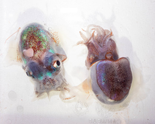 Representative image of Stoloteuthis