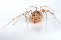 Scytodes kinzelbachi