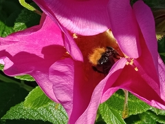 Bombus hypnorum