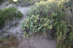 Calobota