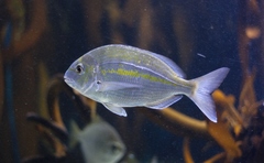 Rhabdosargus holubi