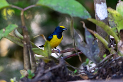 Euphonia imitans