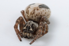 Stegodyphus lineatus