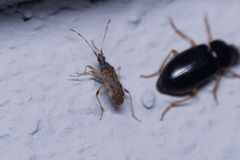 Ozophora occidentalis