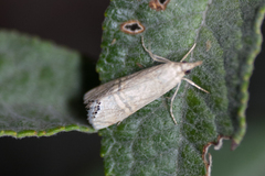 Euchromius