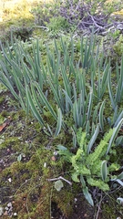 Eriospermum lanceifolium