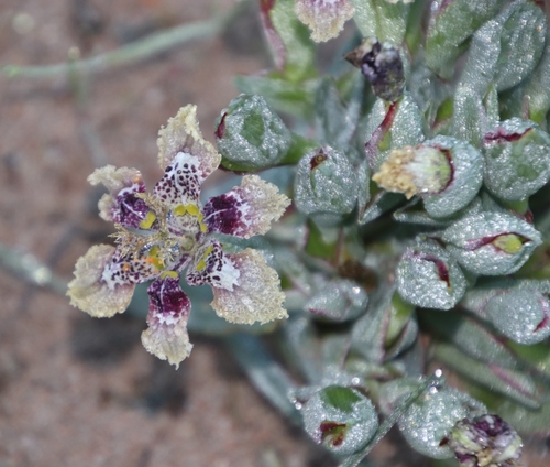 Image of Ferraria densepunctulata by (c) Tony Rebelo, some rights reserved (CC BY-SA)