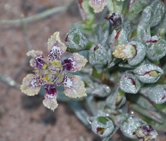 Ferraria densepunctulata