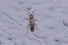 Engytatus modestus