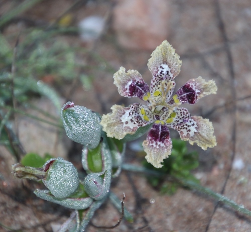 Image of Ferraria densepunctulata by (c) Tony Rebelo, some rights reserved (CC BY-SA)