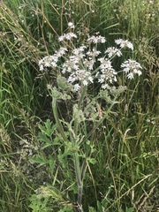 Heracleum sphondylium