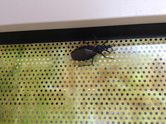 Triatoma