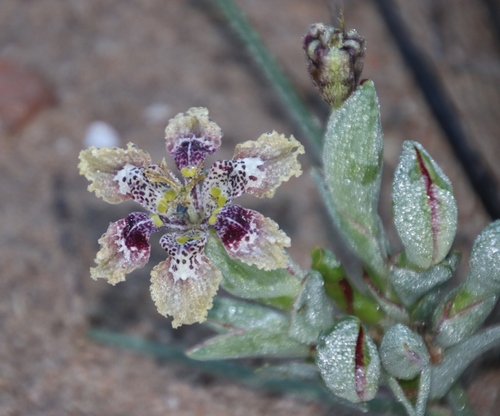 Image of Ferraria densepunctulata by (c) Tony Rebelo, some rights reserved (CC BY-SA)