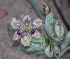 Ferraria densepunctulata