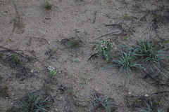 Ferraria densepunctulata