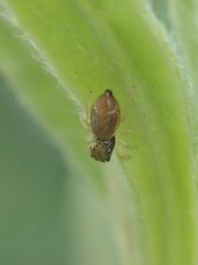 Sassacus