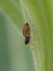 Sassacus