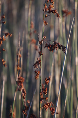 Thamnochortus spicigerus
