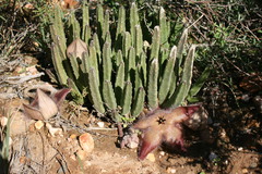 Stapelia hirsuta