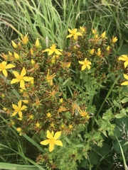 Hypericum perforatum