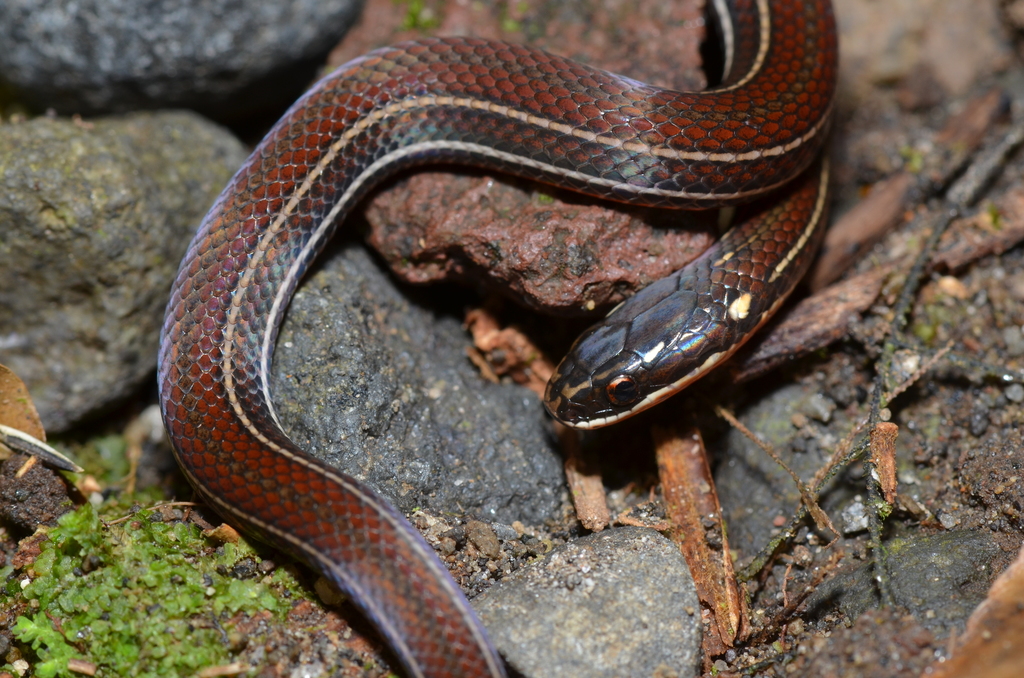 Orange-Bellied Glasstail
