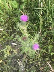 Cirsium vulgare
