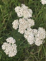 Achillea millefolium