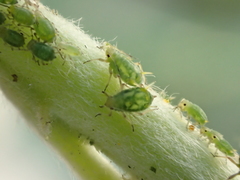 Aphis farinosa