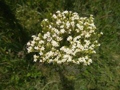 Stevia serrata