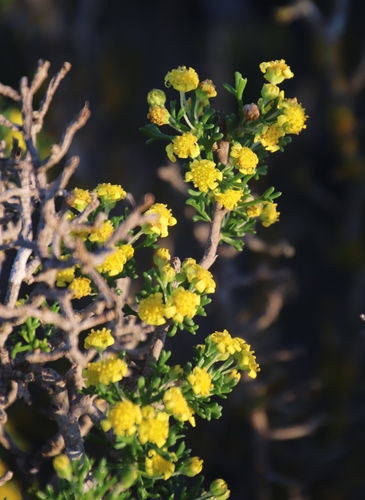 hawk's eye (Euryops multifidus)