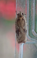 Agonopterix nervosa