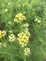 Tanacetum vulgare