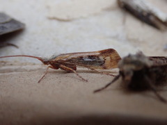 Limnephilus marmoratus